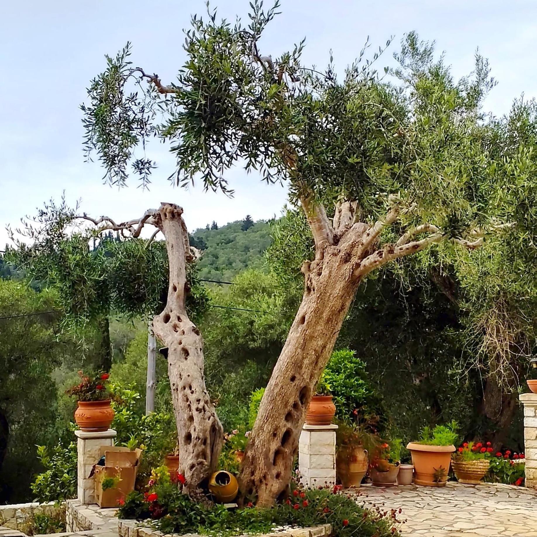 Villa Raxi Fountana Kültér fotó